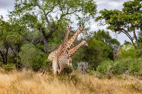 The Guys Photography - © www.theguys.co.za